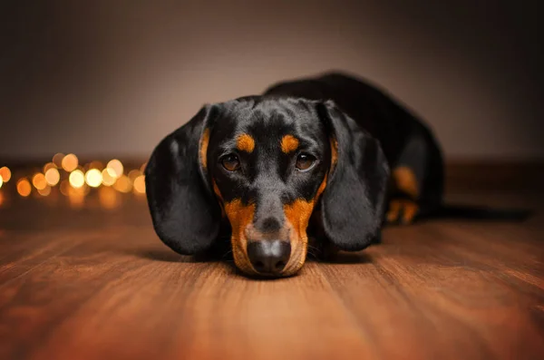 Teckel Hond Schattig Portret Home Foto Gezellig Magisch Licht — Stockfoto