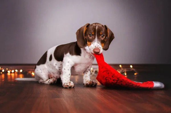 Teckel Hond Schattig Portret Home Foto Gezellig Magisch Licht — Stockfoto