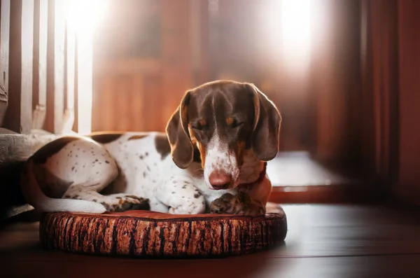 Dog Dachshund Peibold Lovely Sunny Portrait Home Cozy Pet Photo —  Fotos de Stock