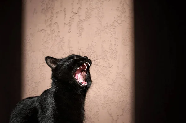 ホームフォトセッション晴れた日の部屋でかわいい黒猫の家の快適さの肖像画 — ストック写真