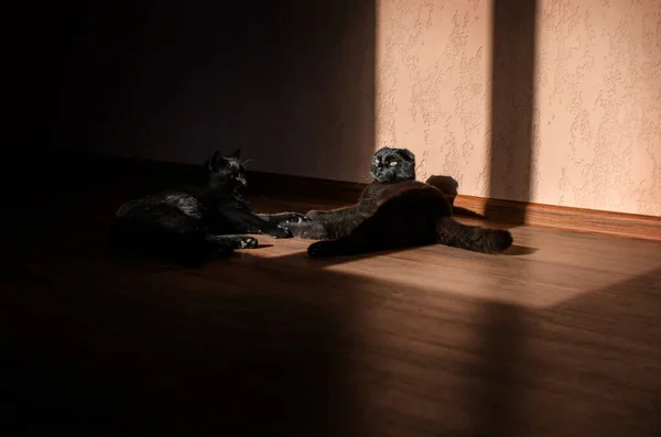 Casa Sesión Fotos Día Soleado Habitación Lindo Retrato Gato Negro —  Fotos de Stock