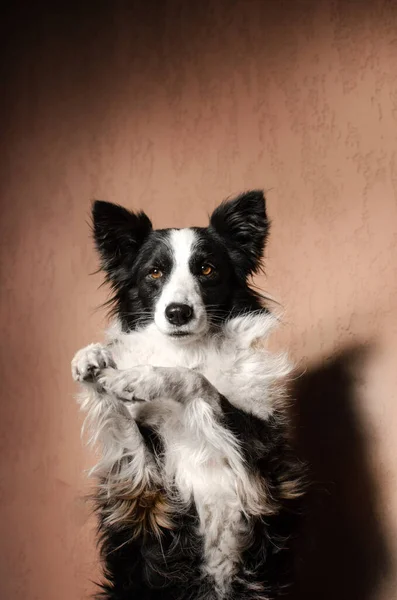 Домашня Фотосесія Сонячний День Кімнаті Смішний Собака Милий Портрет Кордону — стокове фото
