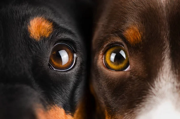 Dachshund Dogs Cute Pets Homeliness Best Friends — Stock Photo, Image