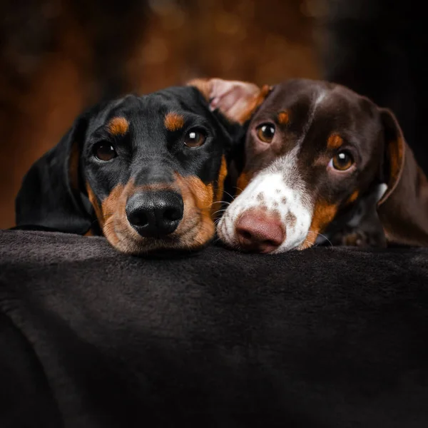 Perros Dachshund Mascotas Lindas Homeliness Mejores Amigos — Foto de Stock