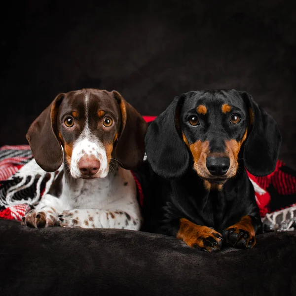 Perros Dachshund Mascotas Lindas Homeliness Mejores Amigos —  Fotos de Stock