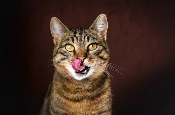 Domestic Cat Funny Portrait Studio Cat Licks Its Lips — Stockfoto