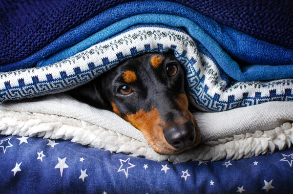 Funny Home Photo Dog Pile Things Dachshund Looks Out — Stockfoto