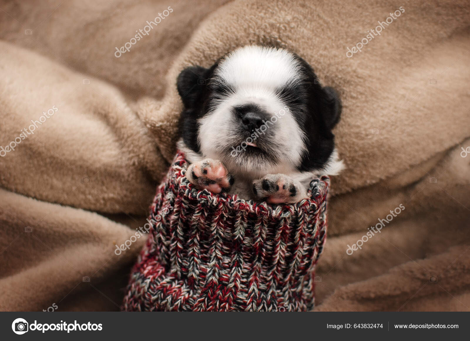 Clothes for newborn puppies hot sale