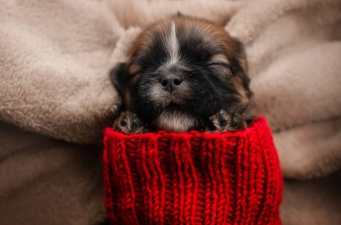 Küçük shih tzu yavrularının hoş resimleri.