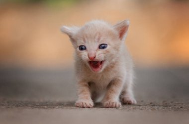 cute red kittens beautiful pet portraits