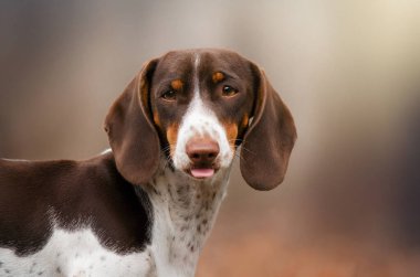 Dachshund Piebold Komik sonbahar portresi yalanıyor