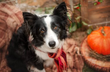 Sınır çoban köpeği Cadılar Bayramı sonbahar havası için köpeklerin komik fotoğrafı