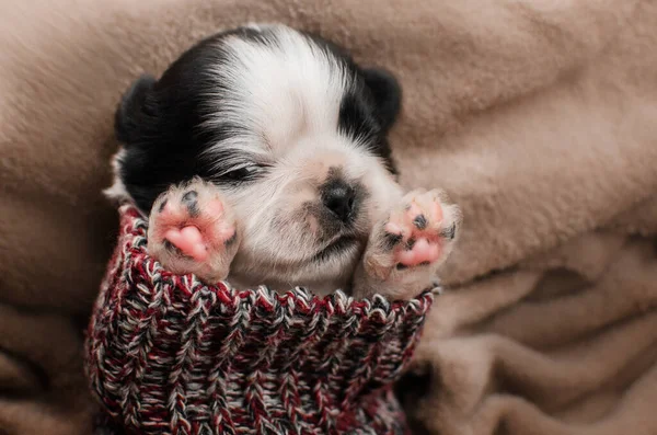 Cute Pictures Little Shih Tzu Puppies Warm Clothes — Φωτογραφία Αρχείου