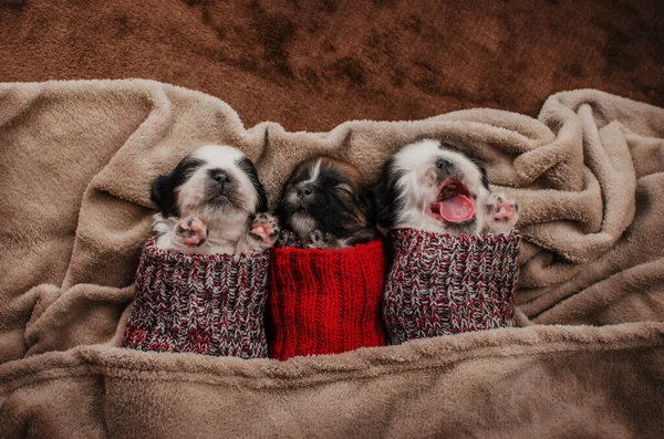 Cute Pictures Little Shih Tzu Puppies Warm Clothes — Stock Photo, Image