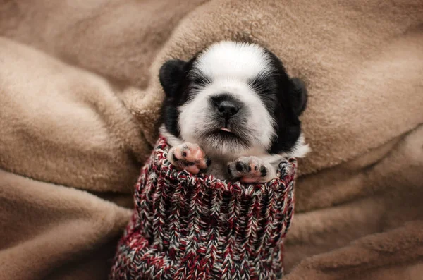 Cute Pictures Little Shih Tzu Puppies Warm Clothes — Fotografia de Stock