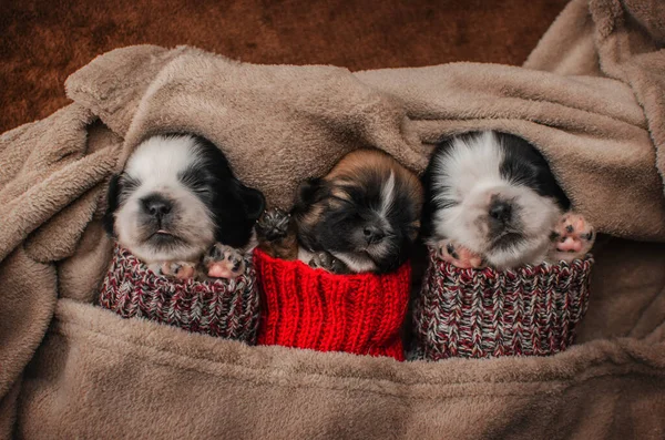 Cute Pictures Little Shih Tzu Puppies Warm Clothes — Stock Fotó