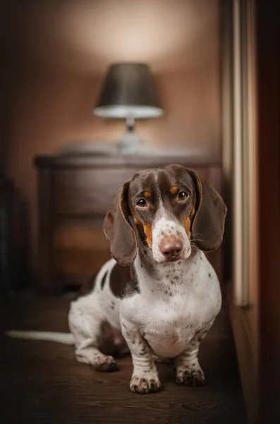 Портрет Собаки Таксі Красивому Домашньому Тлі Вогнями — стокове фото
