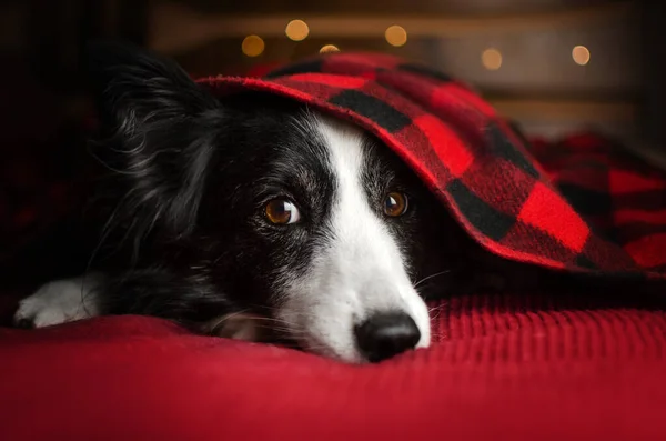 Portret Van Een Border Collie Hond Een Mooie Achtergrond Met — Stockfoto