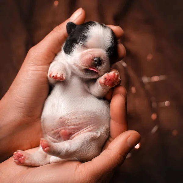 Recém Nascido Shih Tzu Cachorros Fotos Fofas Bebês Mãos — Fotografia de Stock