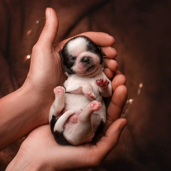 Yeni Doğmuş Shih Tzu Yavruları Ellerinde Bebeklerin Şirin Fotoğrafları — Stok fotoğraf