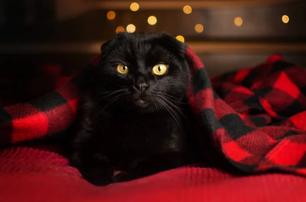 Portrait Black Cat Beautiful Home Background Lights — Stockfoto