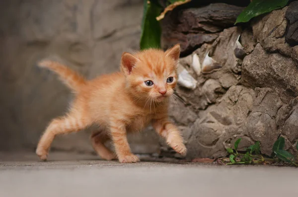 Roztomilá Červená Koťata Krásná Zvířátka Portréty — Stock fotografie
