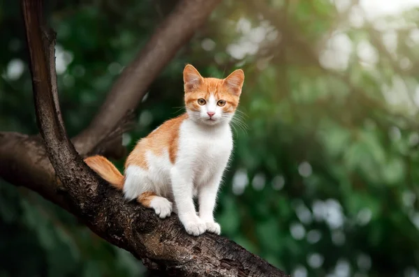 red kitten on a tree, a beautiful photo of a kitten in nature