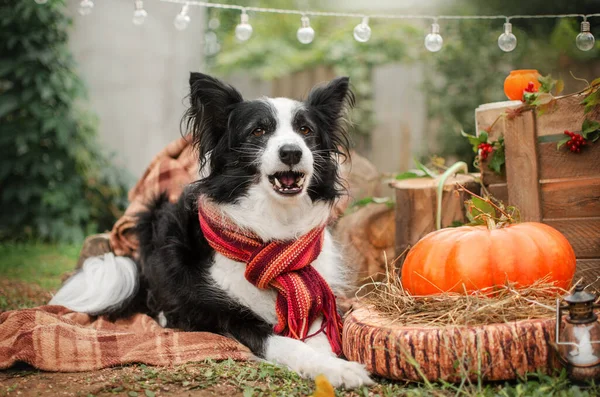 Συνοριακή Collie Αστεία Φωτογραφία Των Σκύλων Για Απόκριες Φθινόπωρο Vibe — Φωτογραφία Αρχείου