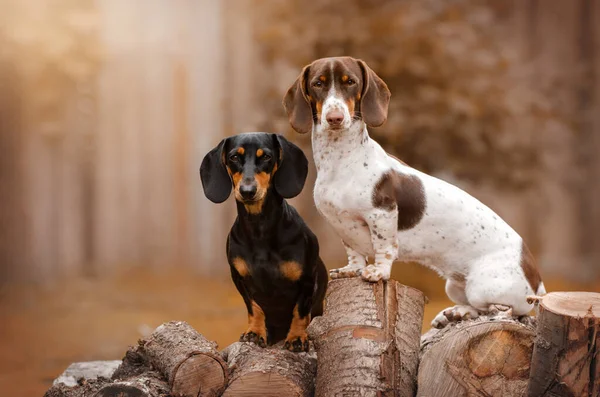 Dachshund Köpeği Güzel Sonbahar Evcil Hayvan Portreleri — Stok fotoğraf