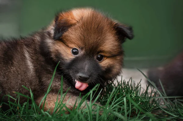 Spitz Puppy Walk Green Lawn — Stok fotoğraf