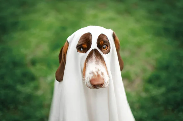 Perro Salchicha Divertido Otoño Mascota Retratos Halloween Temporada Espeluznante — Foto de Stock