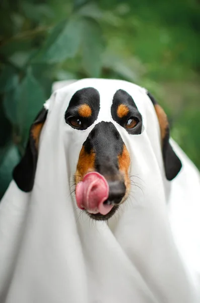 Perro Salchicha Divertido Otoño Mascota Retratos Halloween Temporada Espeluznante —  Fotos de Stock