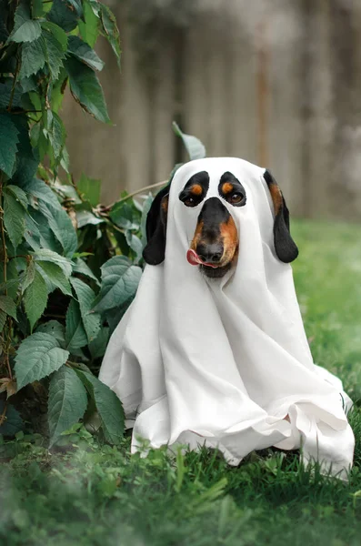 Dachshund Dog Funny Autumn Pet Portraits Halloween Season Spooky — Fotografia de Stock