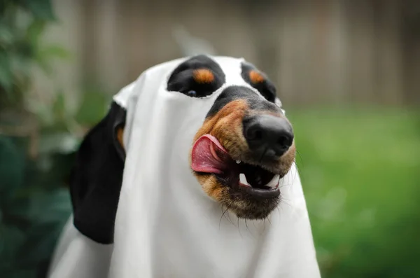 Dachshund Dog Funny Autumn Pet Portraits Halloween Season Spooky — Φωτογραφία Αρχείου