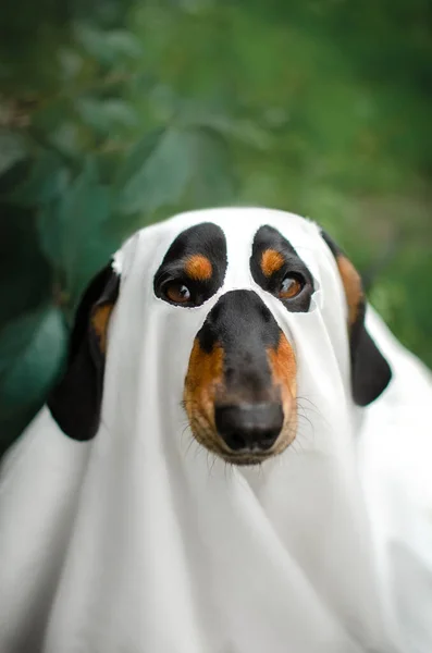 Tacskó Kutya Vicces Ősz Kisállat Portrék Halloween Szezon Kísérteties — Stock Fotó