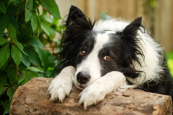 Border Collie Dog Lovely Portrait Sad Pet Look — Foto Stock