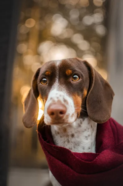 Dachshund Собака Красивые Осенние Портреты Домашних Животных — стоковое фото