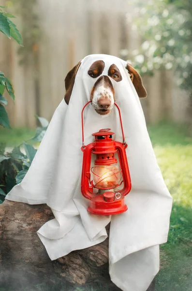Dachshund Hond Grappig Herfst Huisdier Portretten Halloween Seizoen Spookachtig — Stockfoto
