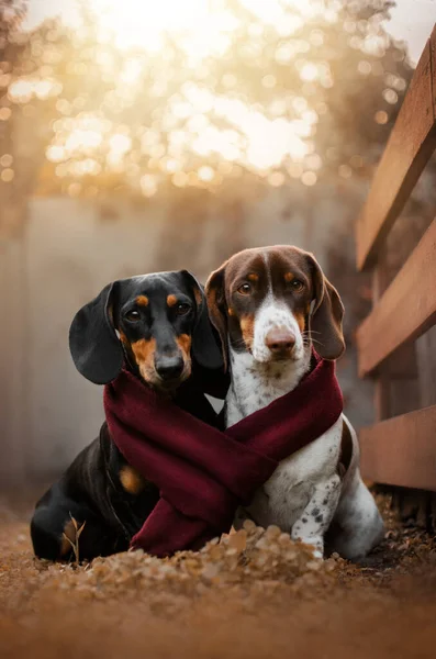 Dachshund Dog Beautiful Autumn Portraits Pets —  Fotos de Stock
