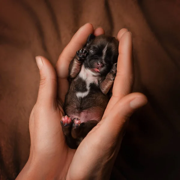 Νεογέννητα Κουτάβια Shih Tzu Χαριτωμένες Φωτογραφίες Των Μωρών Στα Χέρια — Φωτογραφία Αρχείου