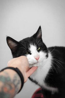 Beyaz arka planda bir evcil hayvanın yeni yıl fotoğrafı.