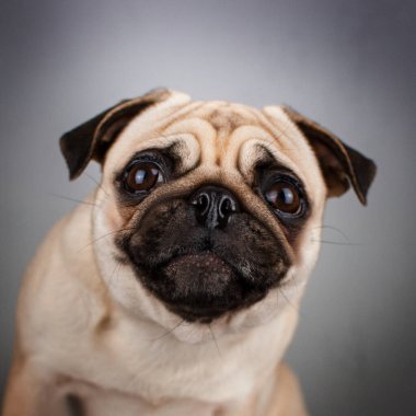 pug dog komik hayvan portreleri duygusal hayvanlar