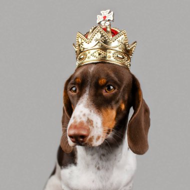 Hafif bir arkaplanda kralın tacındaki bir köpek portresi.