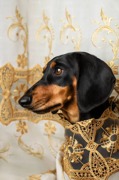 beautiful portrait of a black dachshund dog in a white patterned dress