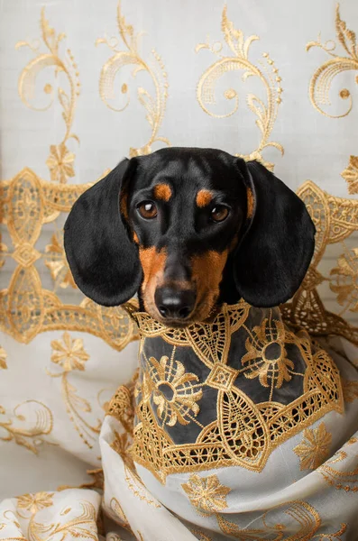 Krásný Portrét Černého Jezevčíka Psa Bílých Vzorovaných Šatech — Stock fotografie