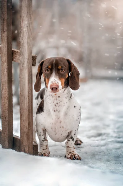 Belo Retrato Inverno Cão Dachshund Piebald Perto Cerca — Fotografia de Stock