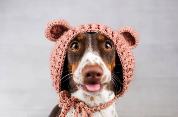 面白いDachshund子犬かわいい居心地の良い写真素敵なペット犬の肖像画 — ストック写真