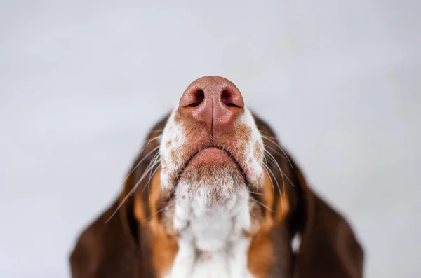 Divertido Cachorro Dachshund Lindo Acogedor Foto Encantadora Mascota Perro Retrato — Foto de Stock