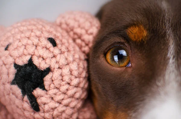Grappig Teckel Puppy Schattig Gezellig Foto Mooi Huisdier Hond Portret — Stockfoto