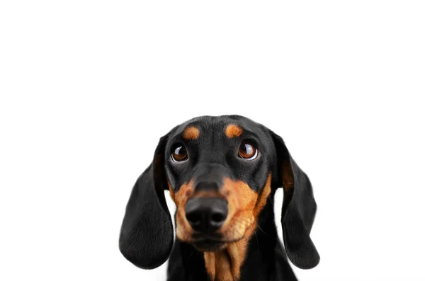 Dachshund Dog Beautiful Portrait Pet Light Background — Stock Photo, Image